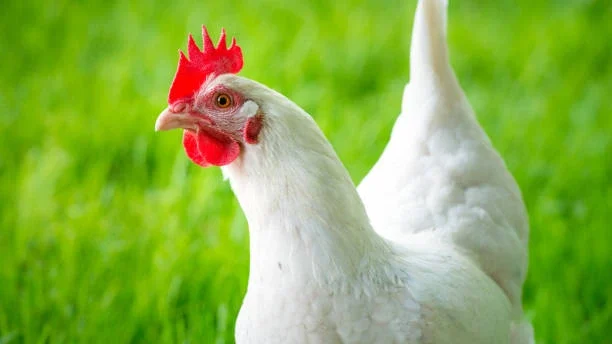 Prelepa kokoš na zelenem travniku Prelepa kokoš na zelenem travniku v lepi beli in rdeči barvi.