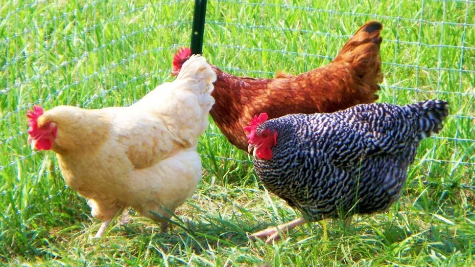 Tri kokoške na zelenem travniku Tri kokoške na prelepem zelenem travniku.