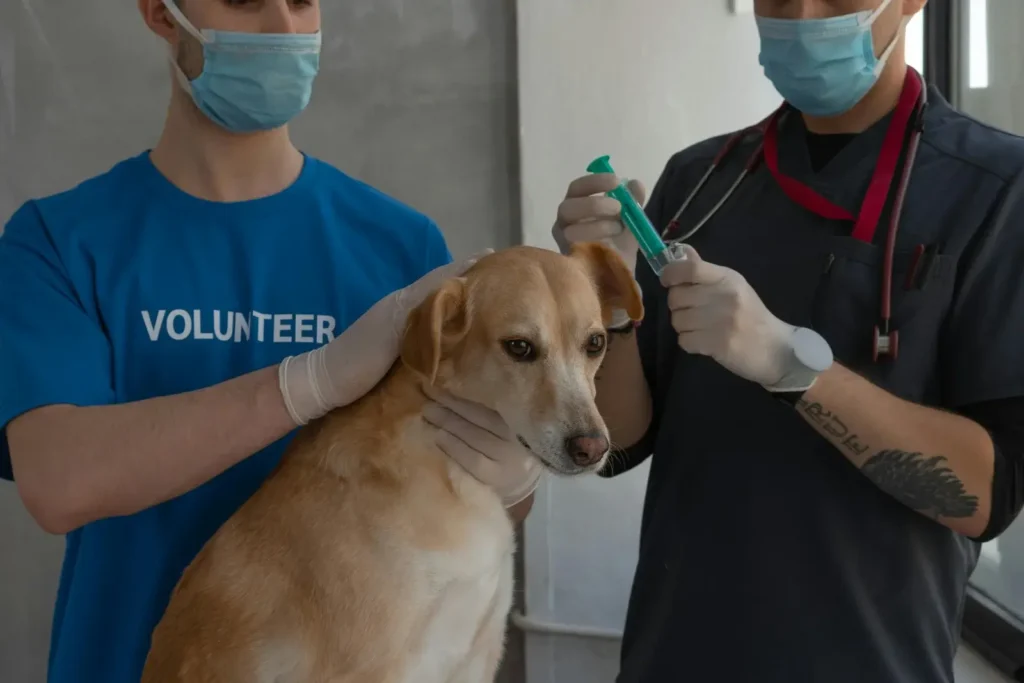 Slika psa v veterinarski obravnavi Slika psa v veterinarski obravnavi pred sterelizacijo.