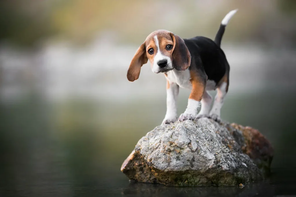 326054-1600x1066-what-is-purebred-dog