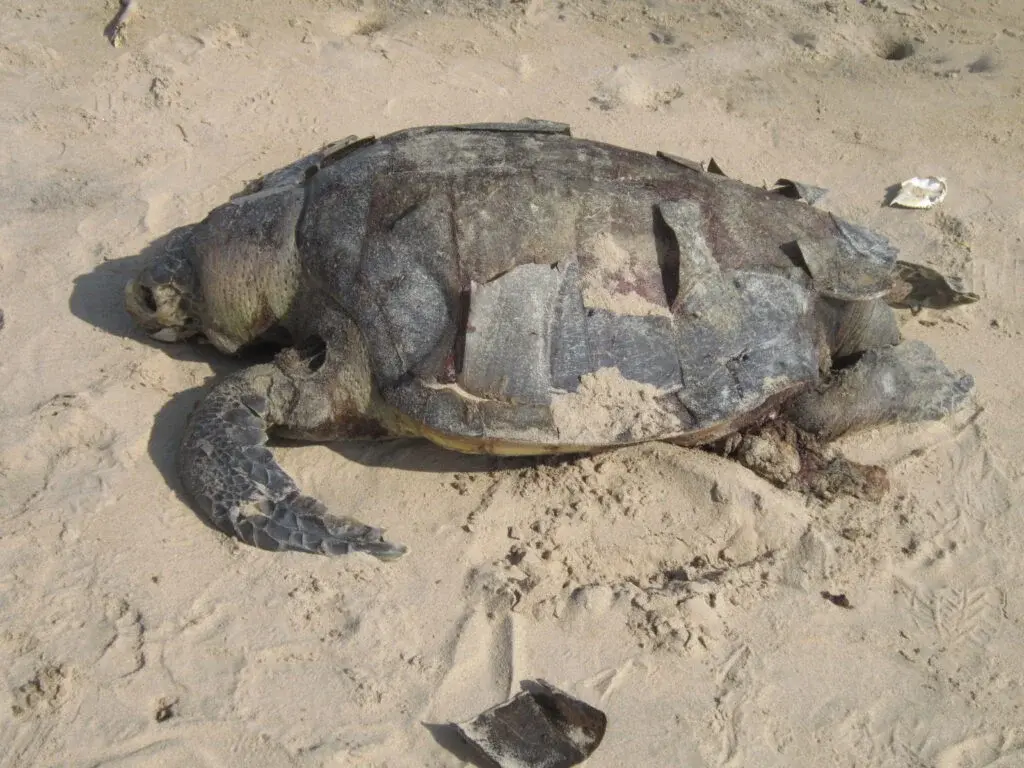 Dead_tortoise-1024x768 (1)