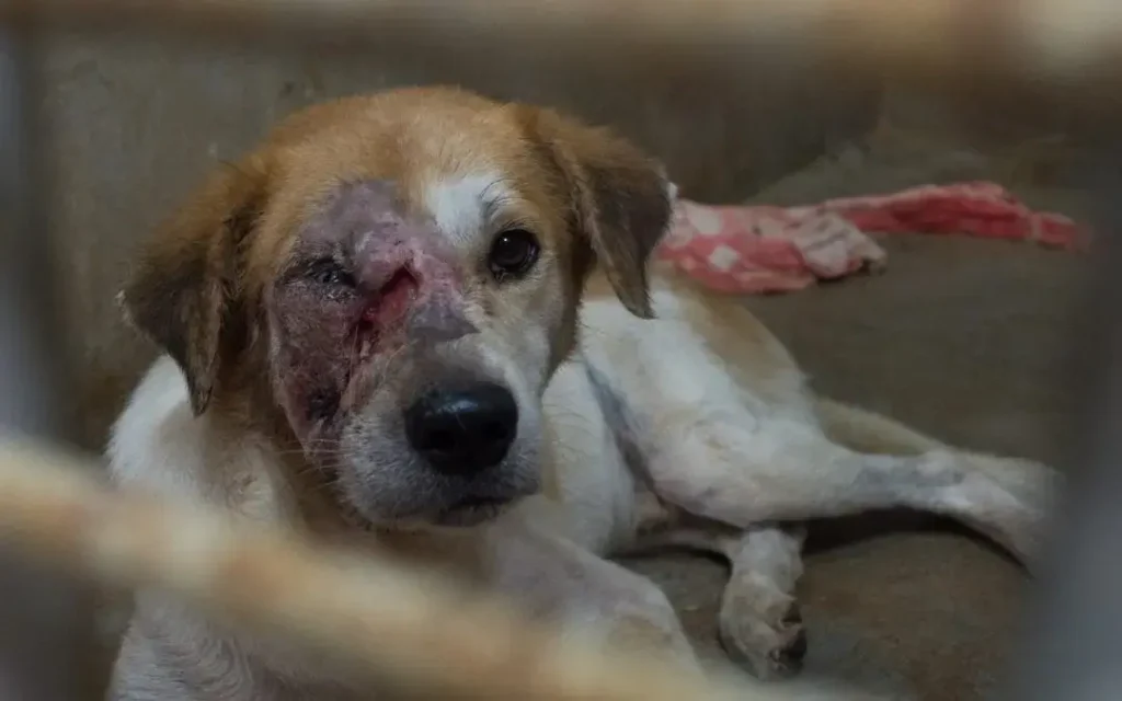 Poškodovan pes leži v zavetišču. Poškodovan pes leži v zavetišču in potrebuje veterinarsko oskrbo.
