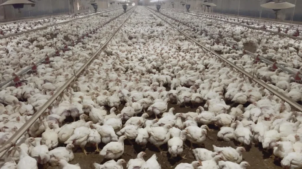 Krutost ljudi do kokoši Veliko število kokoši v izjemno krutem okolju v industrijske namene.